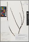 Foto von Salix aurita L.